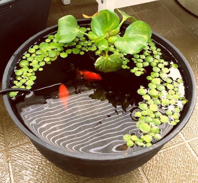 Kolam ikan unik dengan ember