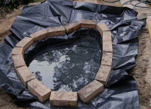 membuat kolam ikan sederhana