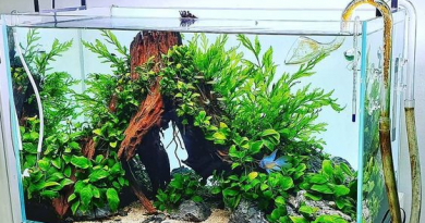 cara membuat aquascape