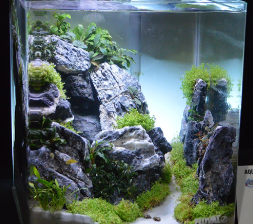 desain aquascape sederhana