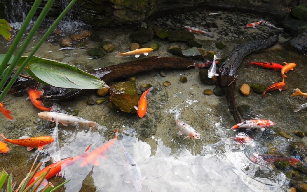 6 Desain Kolam Ikan Minimalis Menarik Beserta Harganya! | Blog QHOMEMART