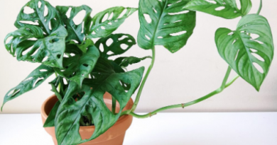 monstera