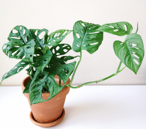 monstera