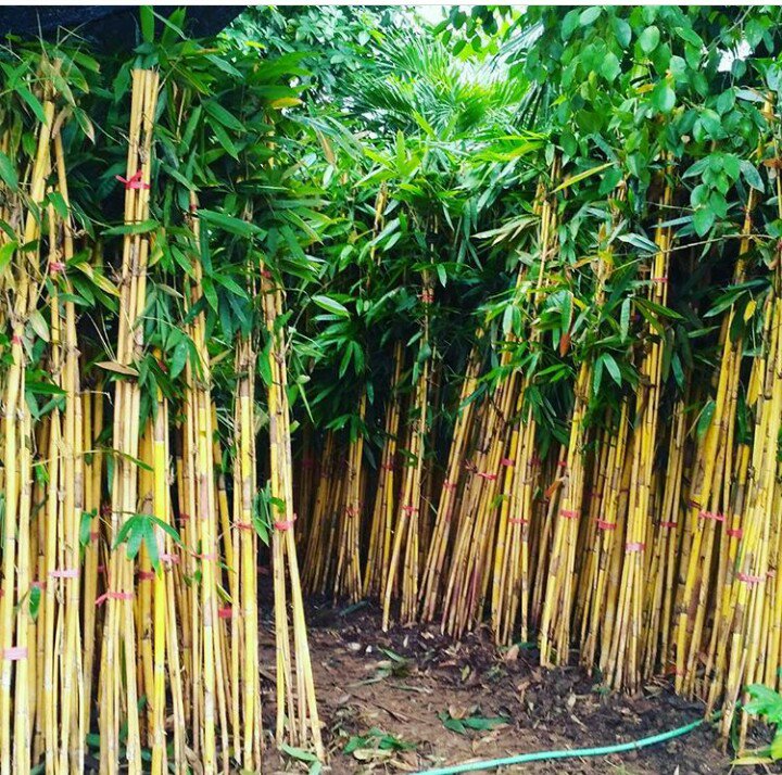  Jenis  Bambu  Hias Untuk  Mendongkrak Tampilan Teras dan Area 