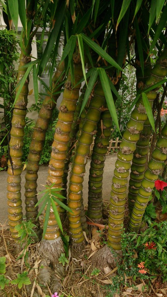 Jenis Bambu  Hias Untuk Mendongkrak Tampilan Teras dan Area 