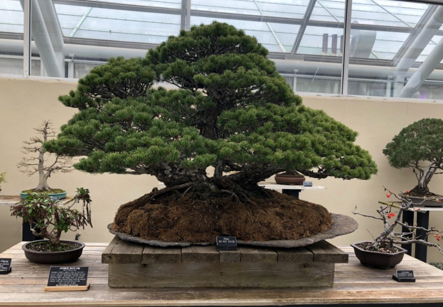 cara membuat bonsai