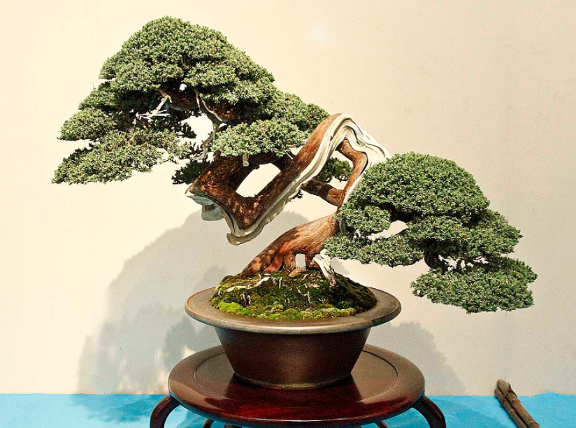 cara membuat bonsai 3