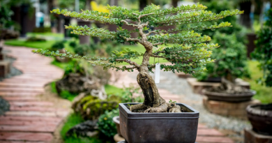 cara membuat bonsai