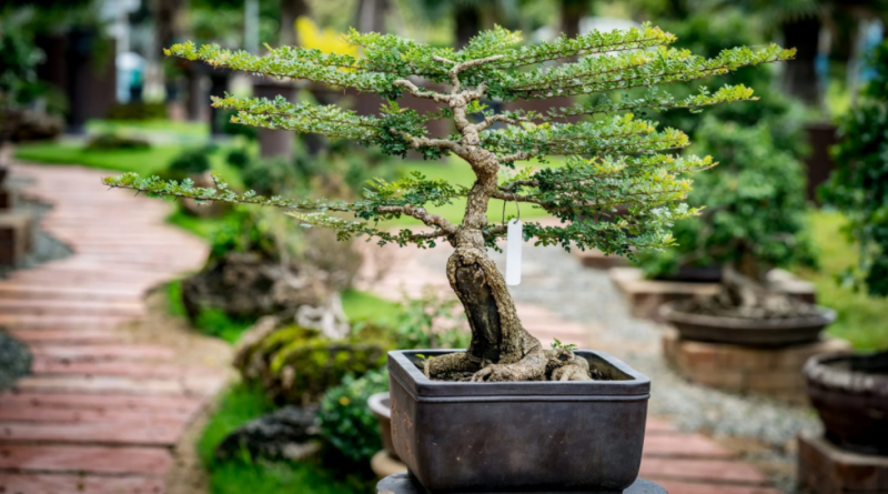cara membuat bonsai