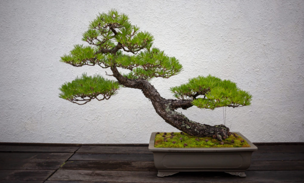 cara membuat bonsai