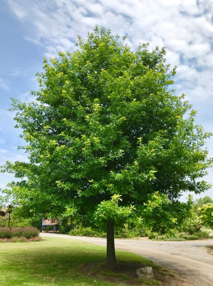 7 Jenis  Pohon  Peneduh Yang Cepat Tumbuh Untuk  Halaman 
