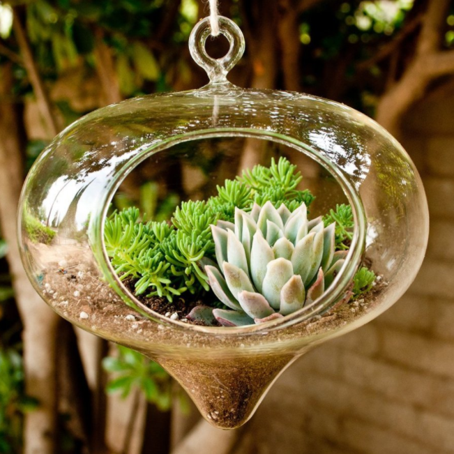 terrarium