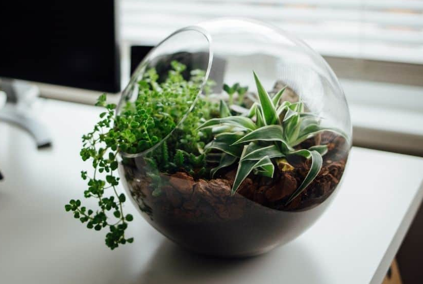 terrarium