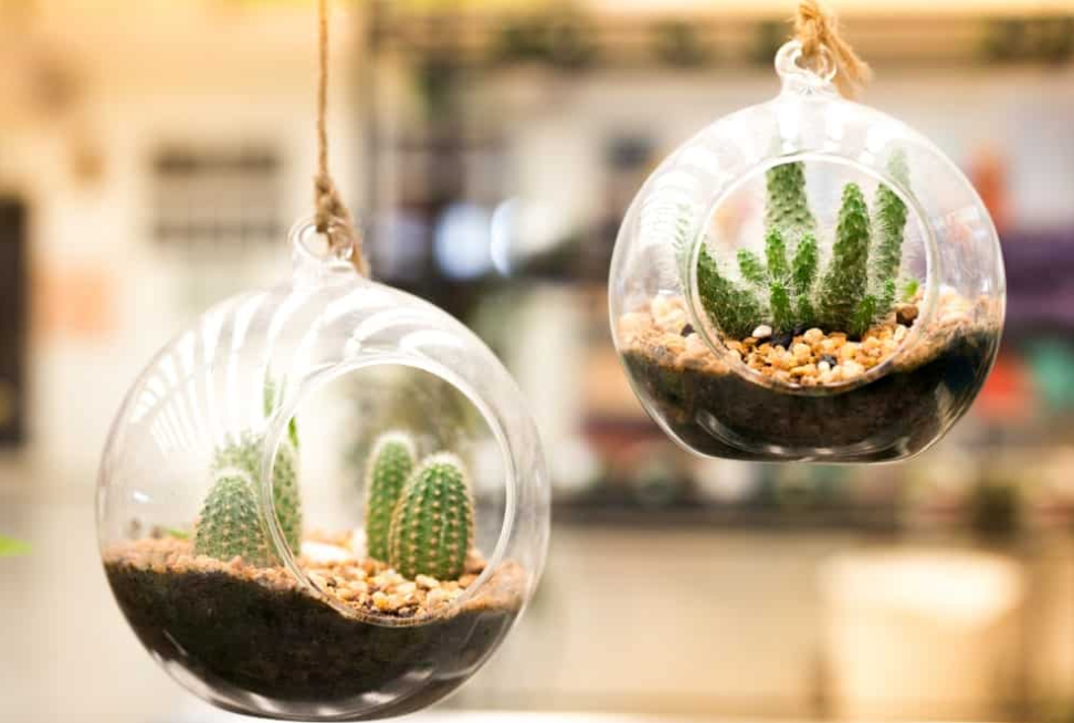terrarium