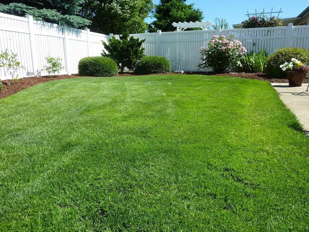 Rumput Zoysia Matrella