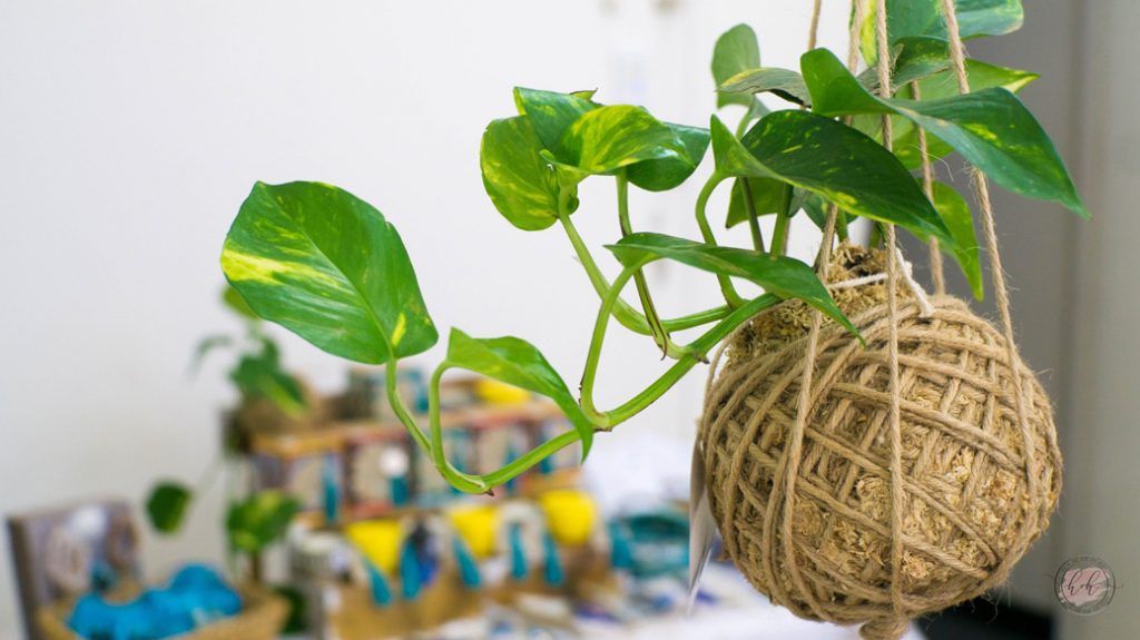 pilih tanaman yang tepat kokedama
