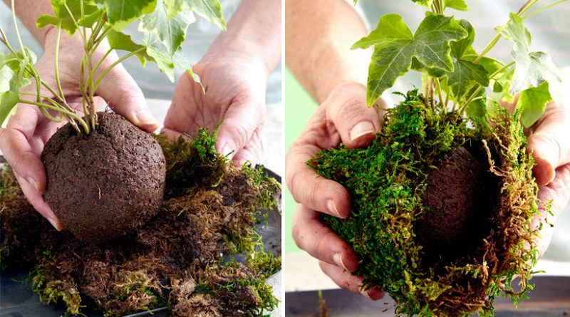 kokedama