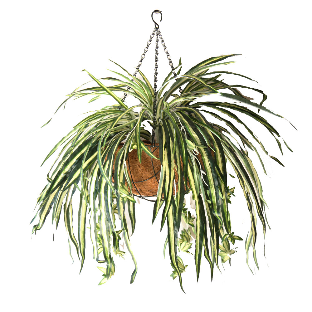 Spider Plant