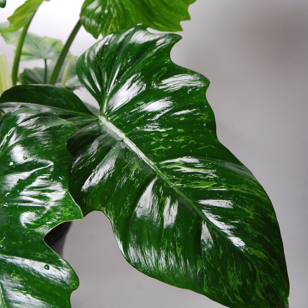 Philodendron