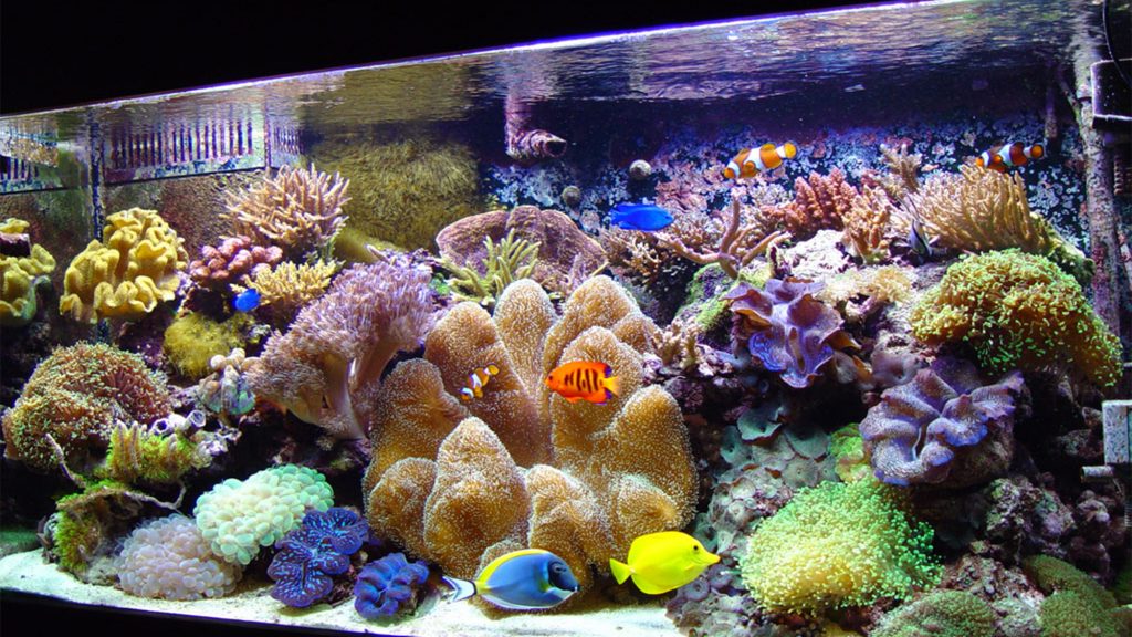 aquarium air laut
