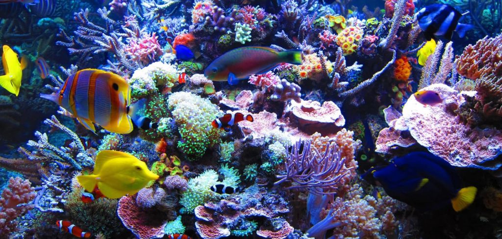 aquarium air laut batu