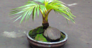 cara membuat bonsai kelapa