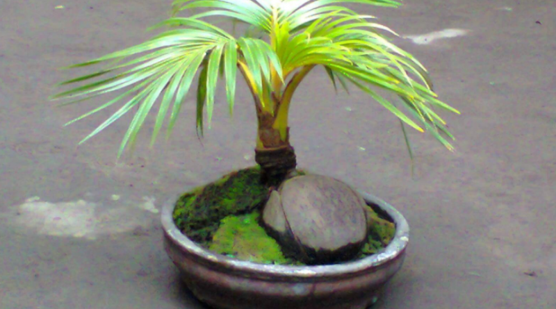 cara membuat bonsai kelapa