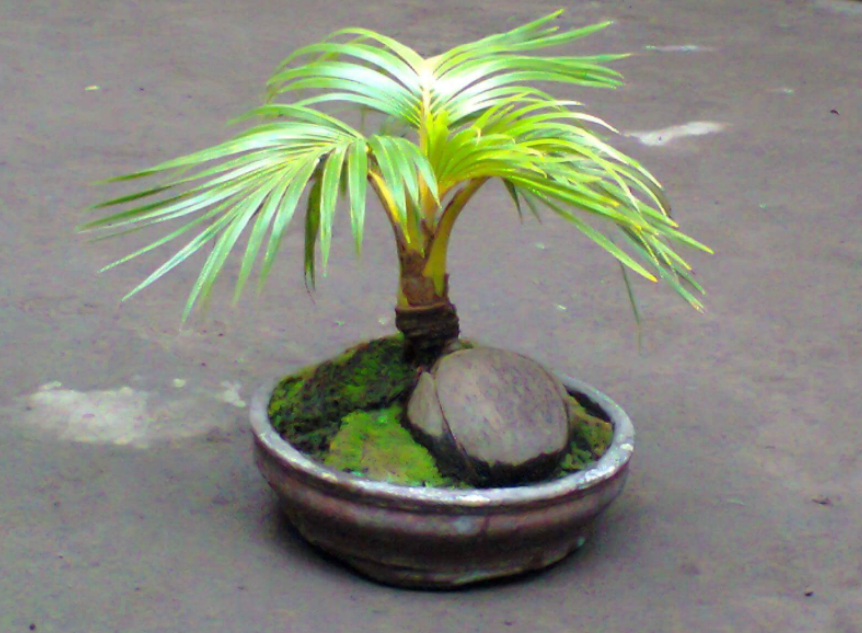 Cara bikin bonsai kelapa
