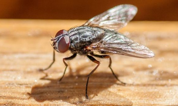 Cara Mengusir Lalat dengan Bahan Alami, Dijamin Ampuh! – Blog QHOMEMART