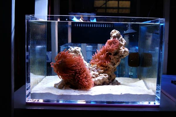 anemone aquarium