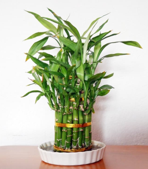 Tanam Bambu  Hoki  di Rumah Rejeki Mengalir Lancar Blog 