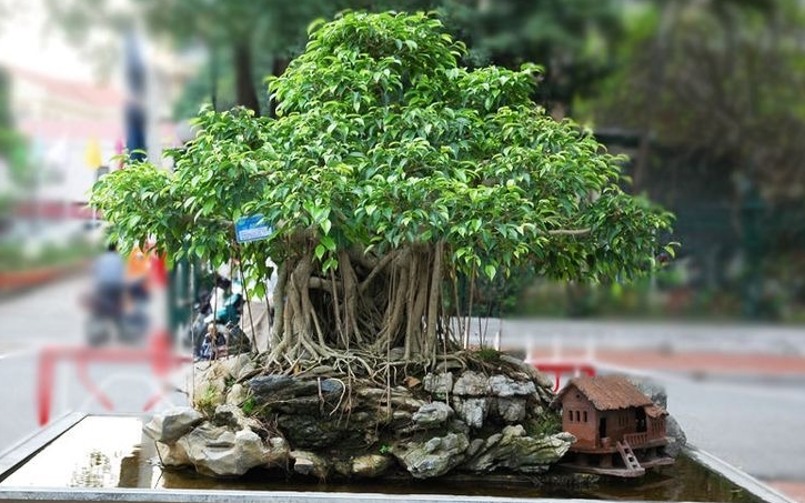 bonsai beringin 2