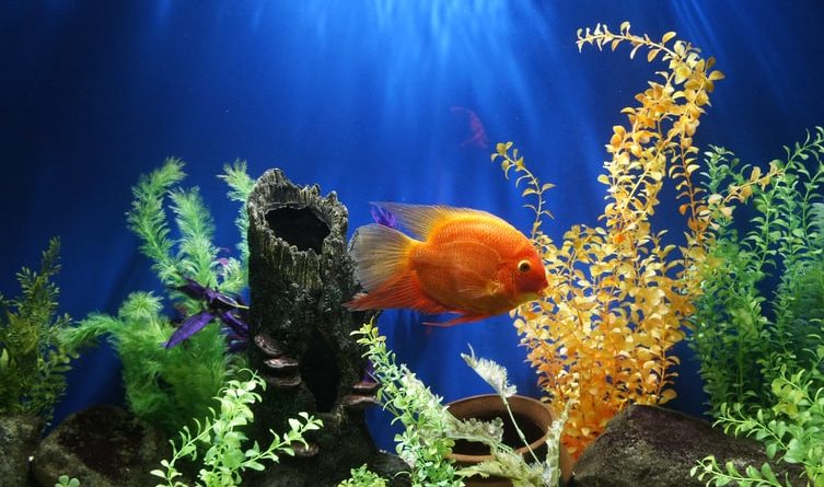 hiasan aquarium
