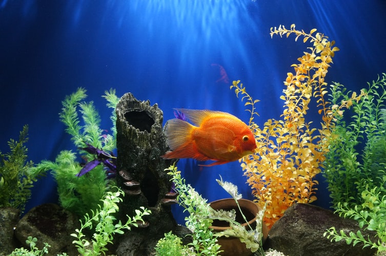 810 Membuat Dekorasi Aquarium Gratis Terbaik