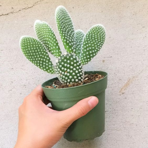 tanaman kaktus Opuntia microdasys