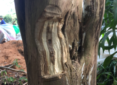 kayu gaharu 3