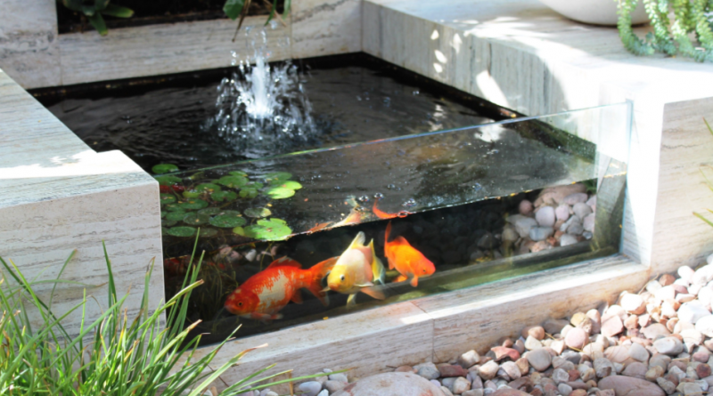 kolam ikan koi