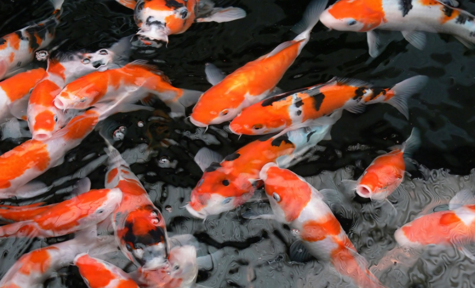 kolam ikan koi