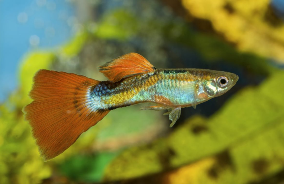 ikan guppy aquascape