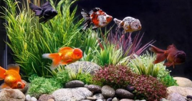 ikan aquascape