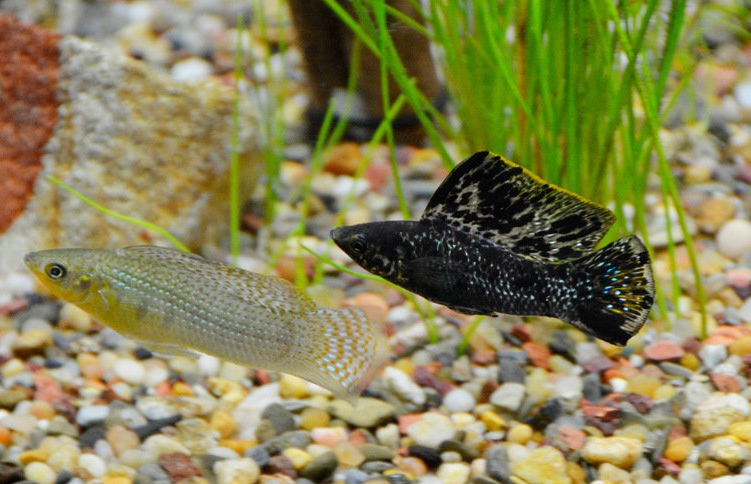 ikan molly aquascape