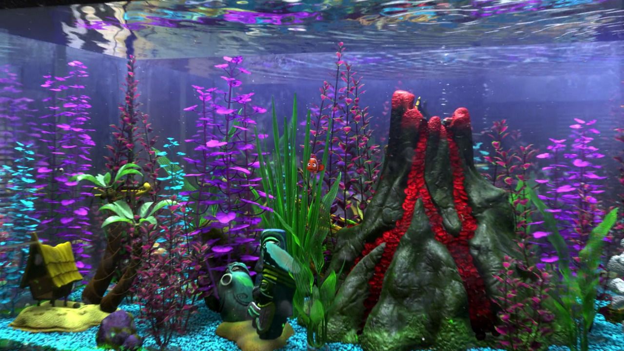 11 Tanaman Aquascape Terbaik Di Sekitar Kita 3 nemo tanaman aquarium