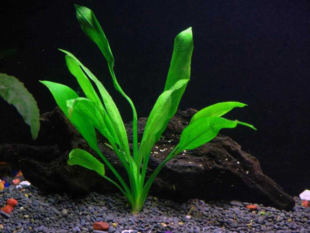 tanaman amazon sword aquascape