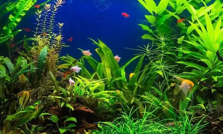 tanaman aquascape