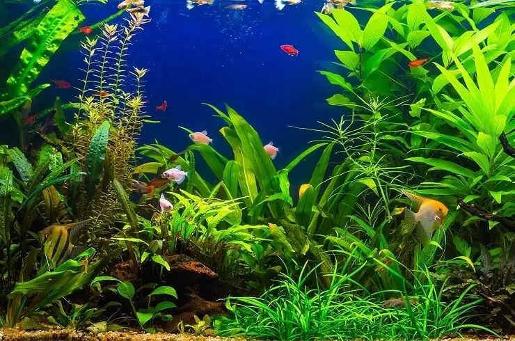 tanaman aquascape