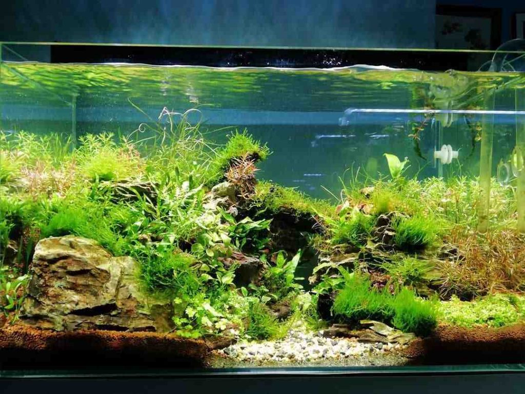 air tawar aquascape